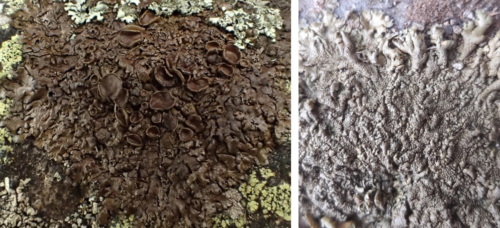 Xanthoparmelia pulla (43-Lavaudieu)