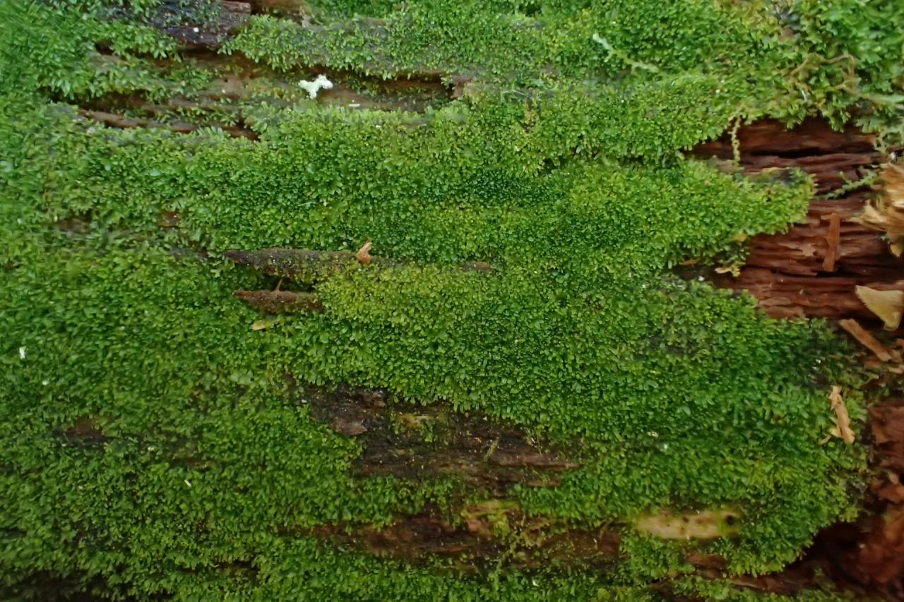 Riccardia latifrons (43-Lamandie-Cistrière)